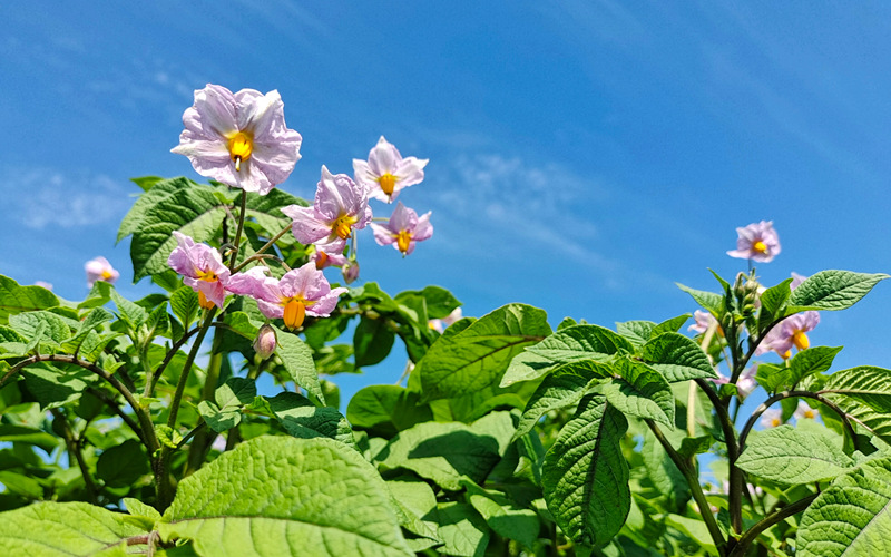 甘肃定西：马铃薯开出“致富花”